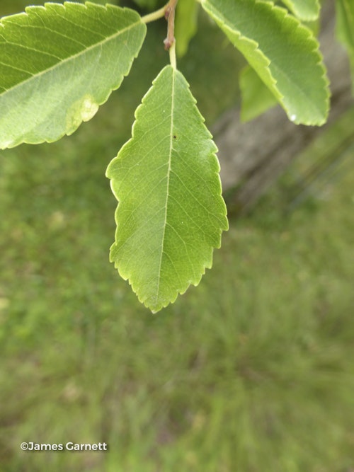 Photo Ulmus parvifolia