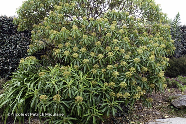 Photo Euphorbia mellifera