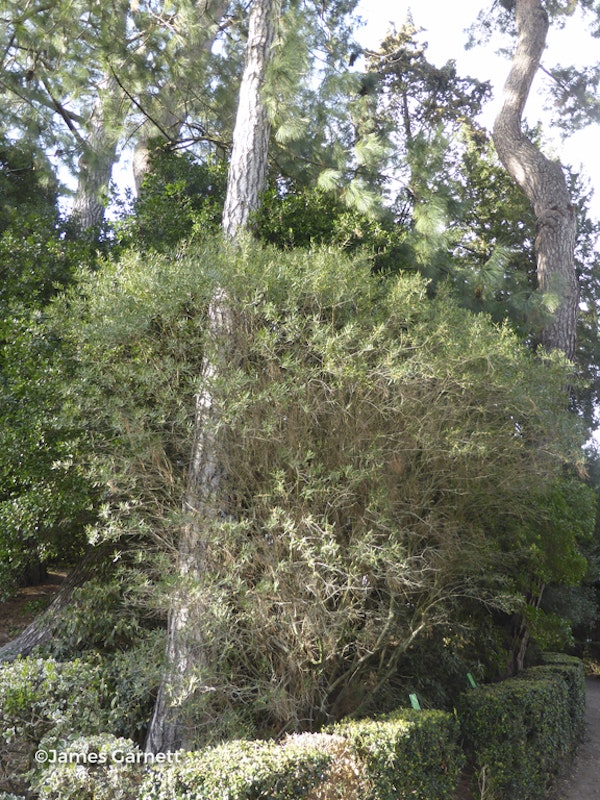 Photo Phillyrea angustifolia