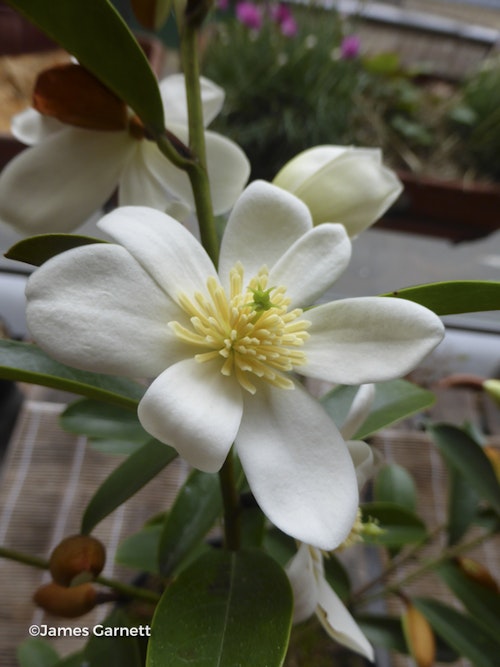Photo Magnolia laevifolia