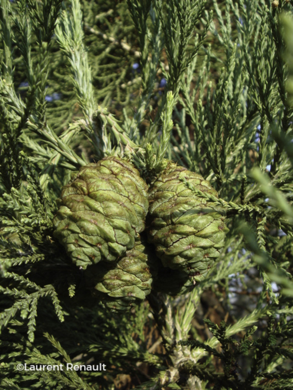 Floriscope | Sequoiadendron Giganteum