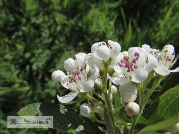 Photo Aronia arbutifolia