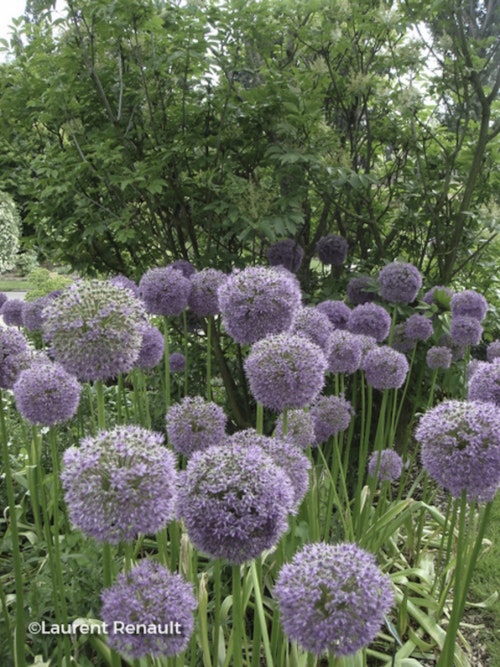 Photo Allium giganteum