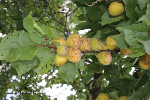 Photo Prunus armeniaca