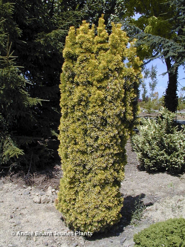 Photo Taxus baccata ( Fastigiata Aurea Group )