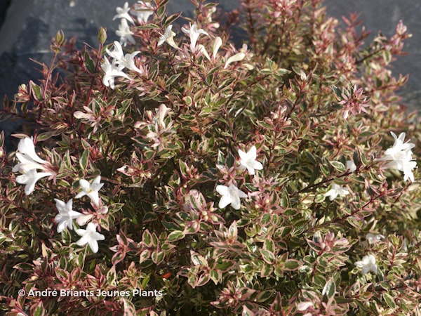 Photo Abelia x grandiflora 'Prostrata Variegata'