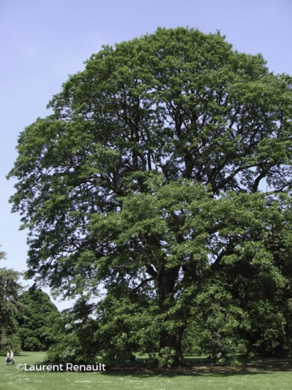 Photo Quercus castaneifolia