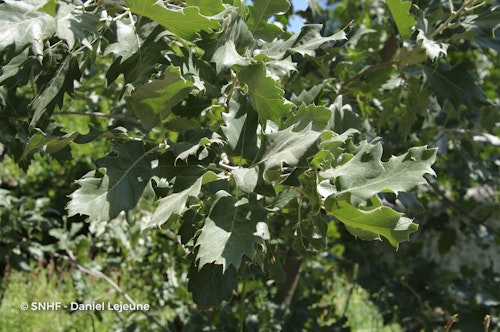 Photo Quercus ithaburensis subsp. macrolepis