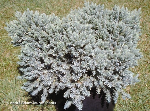 Photo Juniperus squamata 'Blue Star'