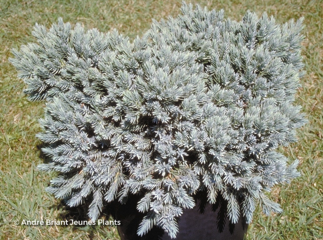 Image de Juniperus squamata 'Blue Star'
