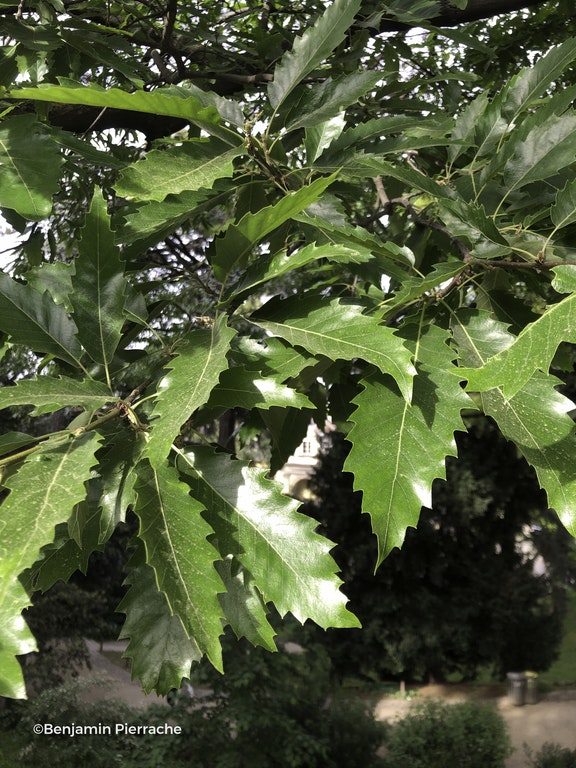 Image de Quercus castaneifolia