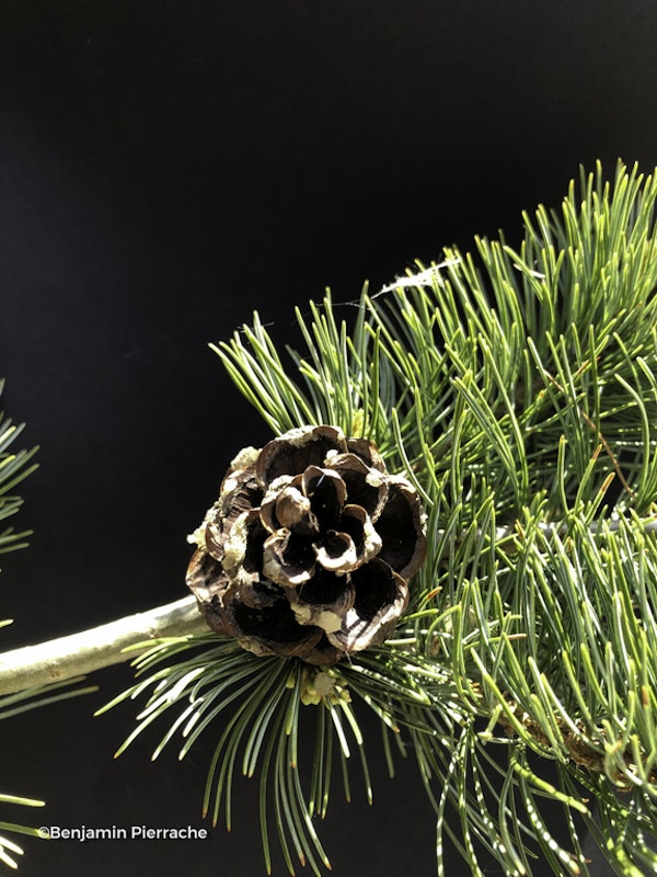 Photo Pinus parviflora ( Glauca Group )