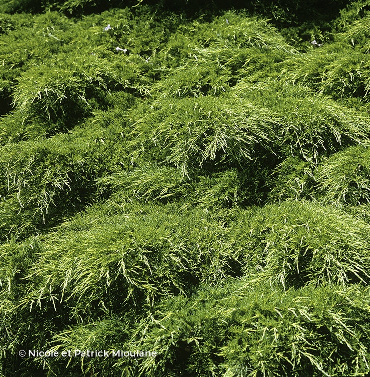 Image de Juniperus x pfitzeriana 'Old Gold'
