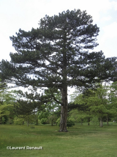 Photo Pinus nigra