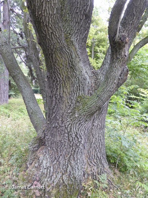 Photo Quercus robur ( Fastigiata Group )