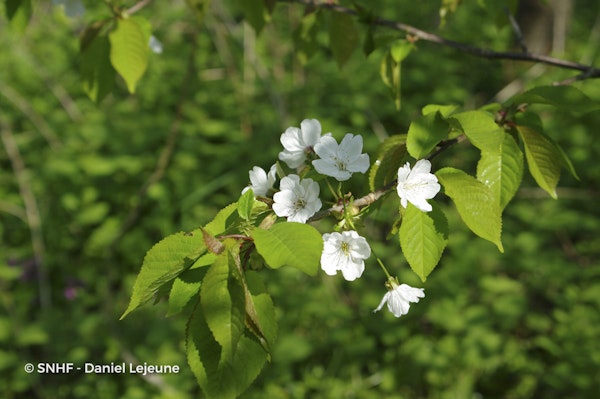 Photo Prunus avium