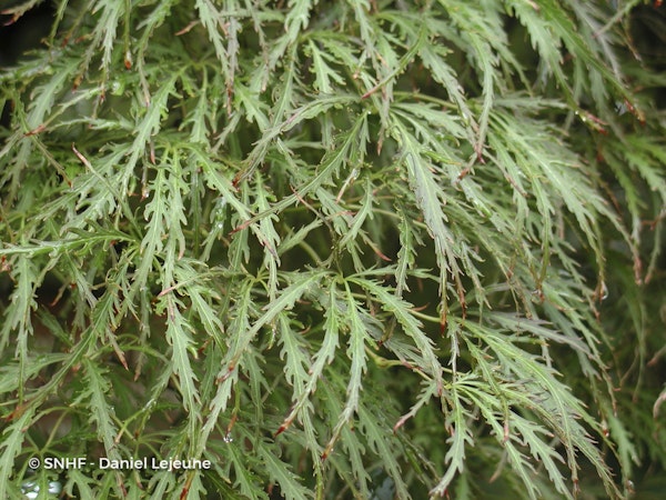 Photo Acer palmatum 'Ornatum'