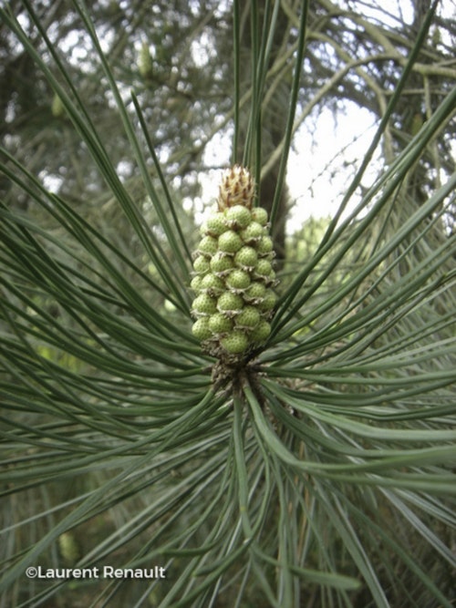 Photo Pinus pinaster