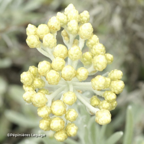 Photo Helichrysum orientale