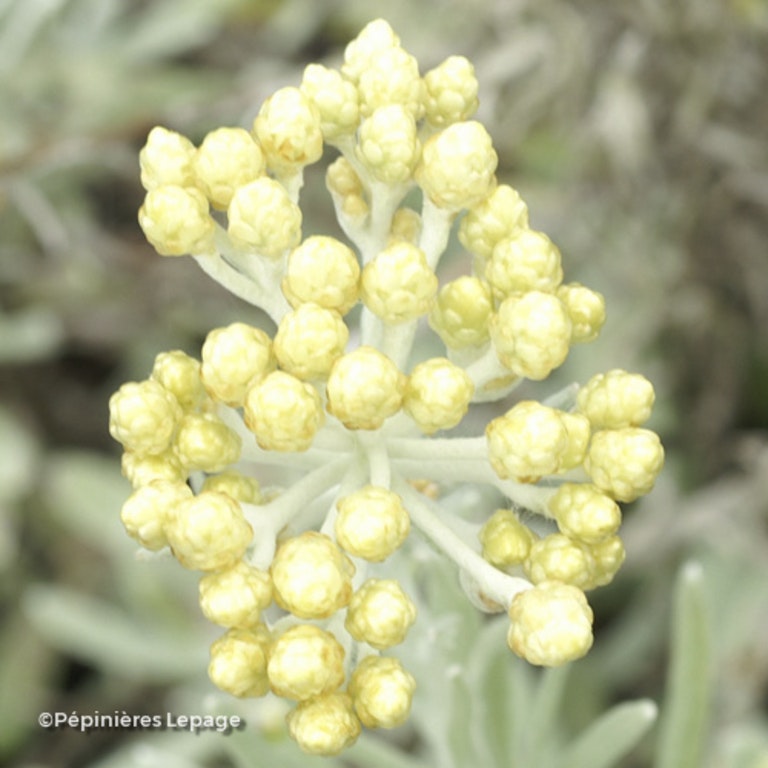 Image de Helichrysum orientale