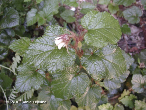 Photo Rubus tricolor