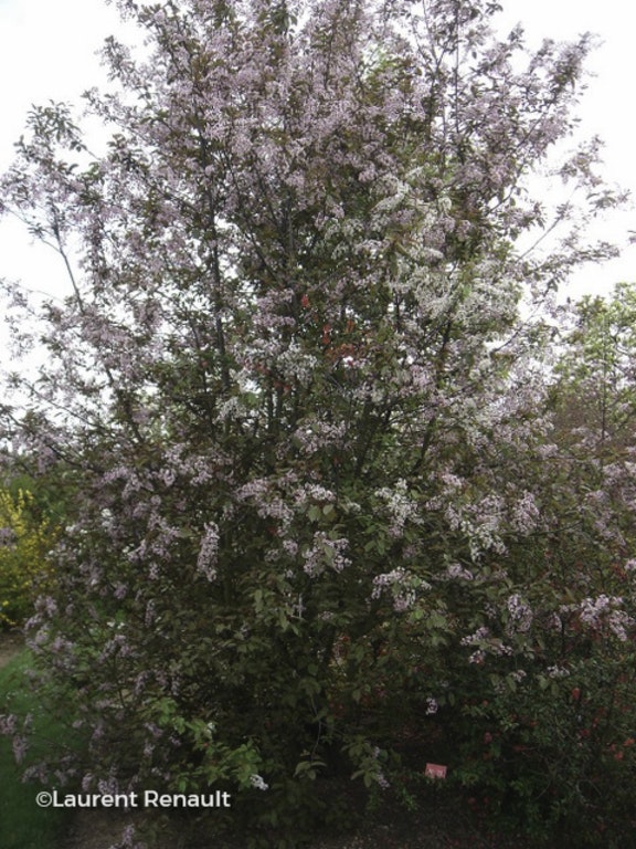 Image de Prunus padus 'Colorata'