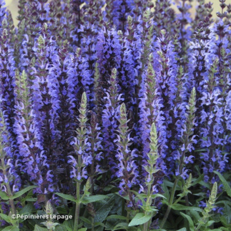 Image de Salvia nemorosa 'Merleau Blue'