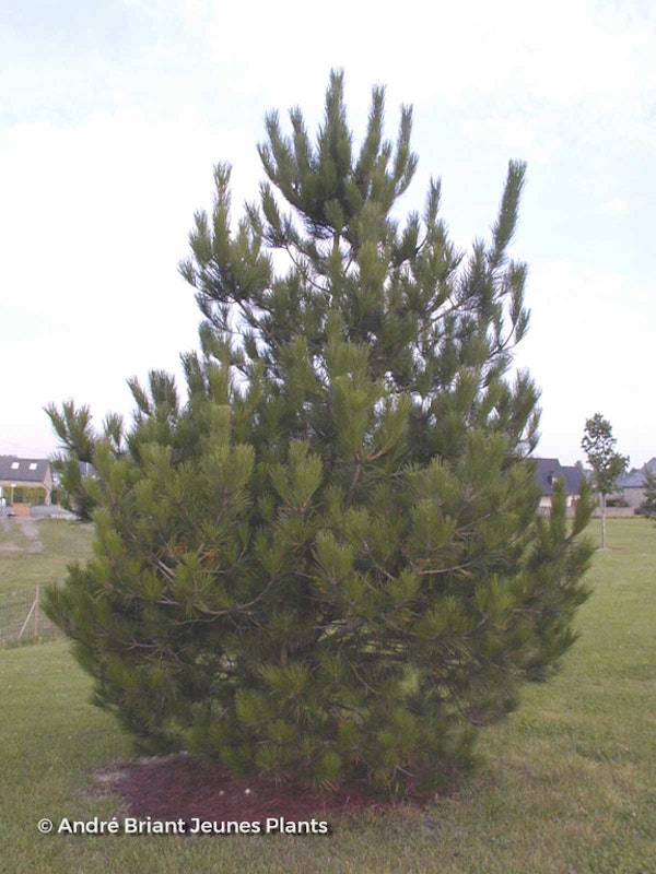 Photo Pinus radiata
