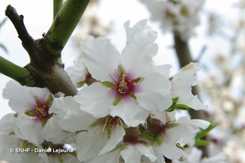 Photo Prunus dulcis