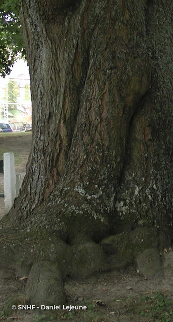 Photo Quercus rubra