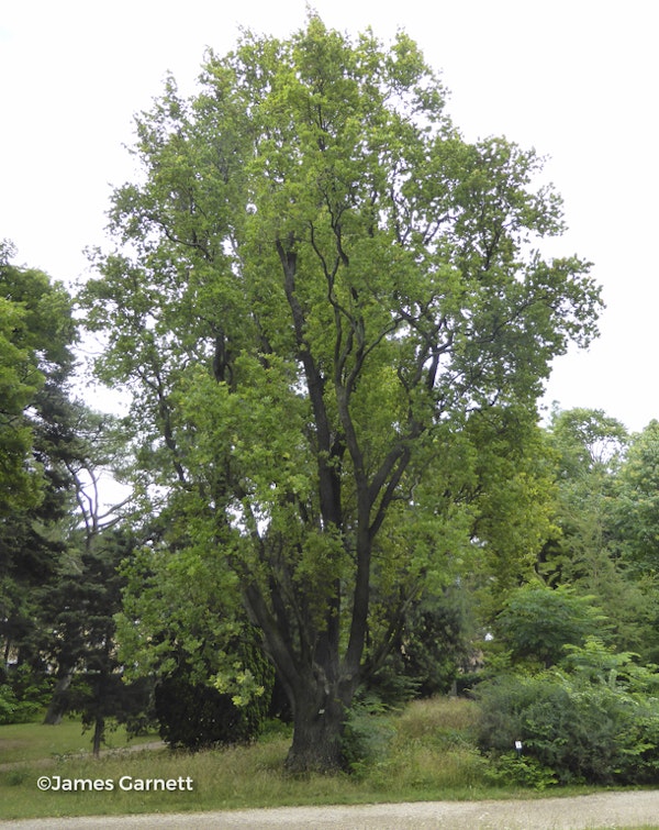 Photo Quercus robur ( Fastigiata Group )