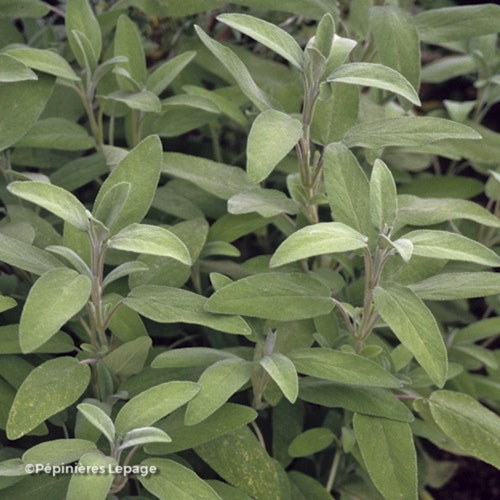 Photo Salvia officinalis