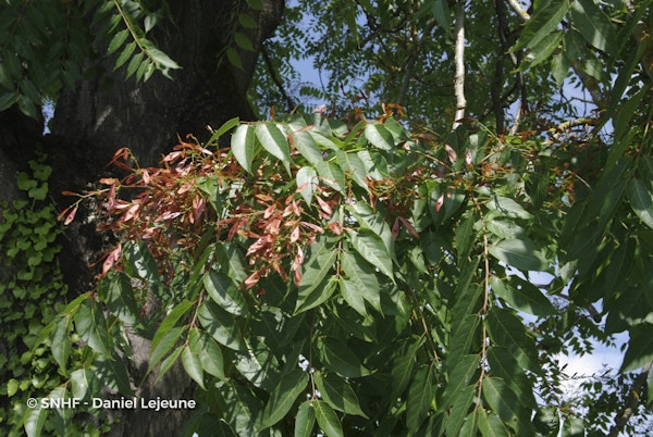 Photo Ailanthus altissima