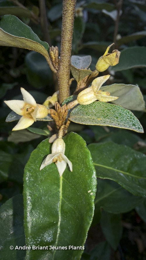 Photo Elaeagnus x submacrophylla