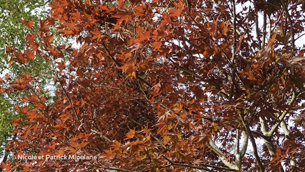 Photo Acer palmatum 'Fireglow'