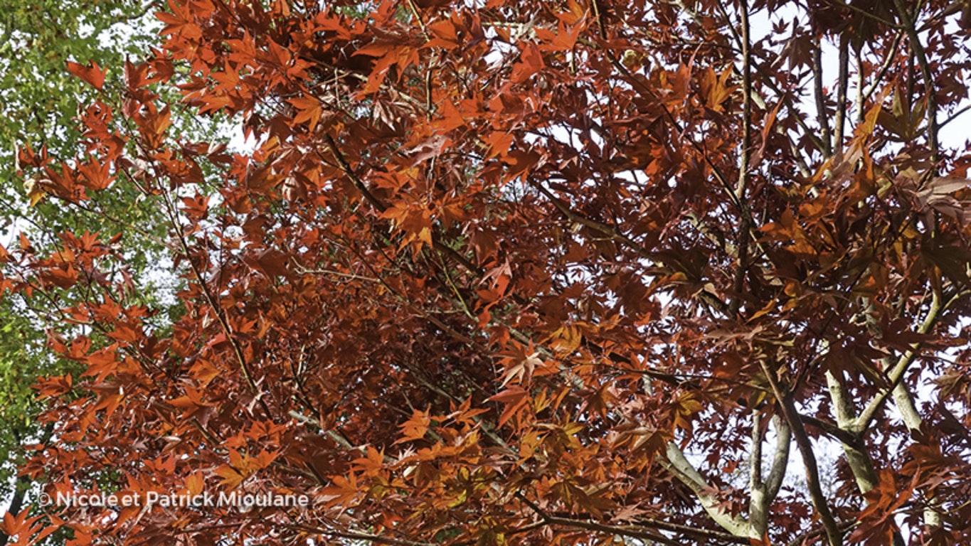 Image de Acer palmatum 'Fireglow'
