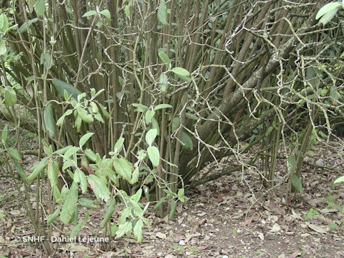 Photo Viburnum rhytidophyllum