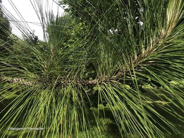 Photo Pinus palustris