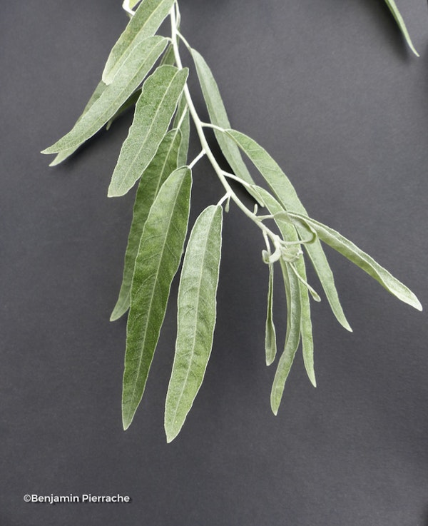 Photo Elaeagnus angustifolia