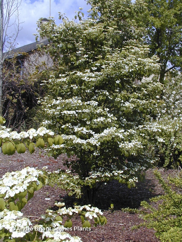 Photo Viburnum plicatum 'Lanarth'