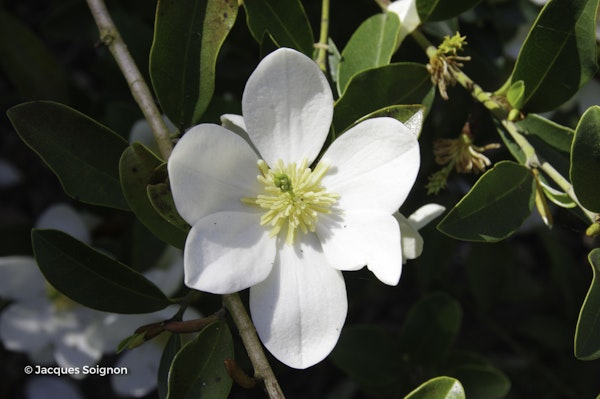 Photo Magnolia laevifolia
