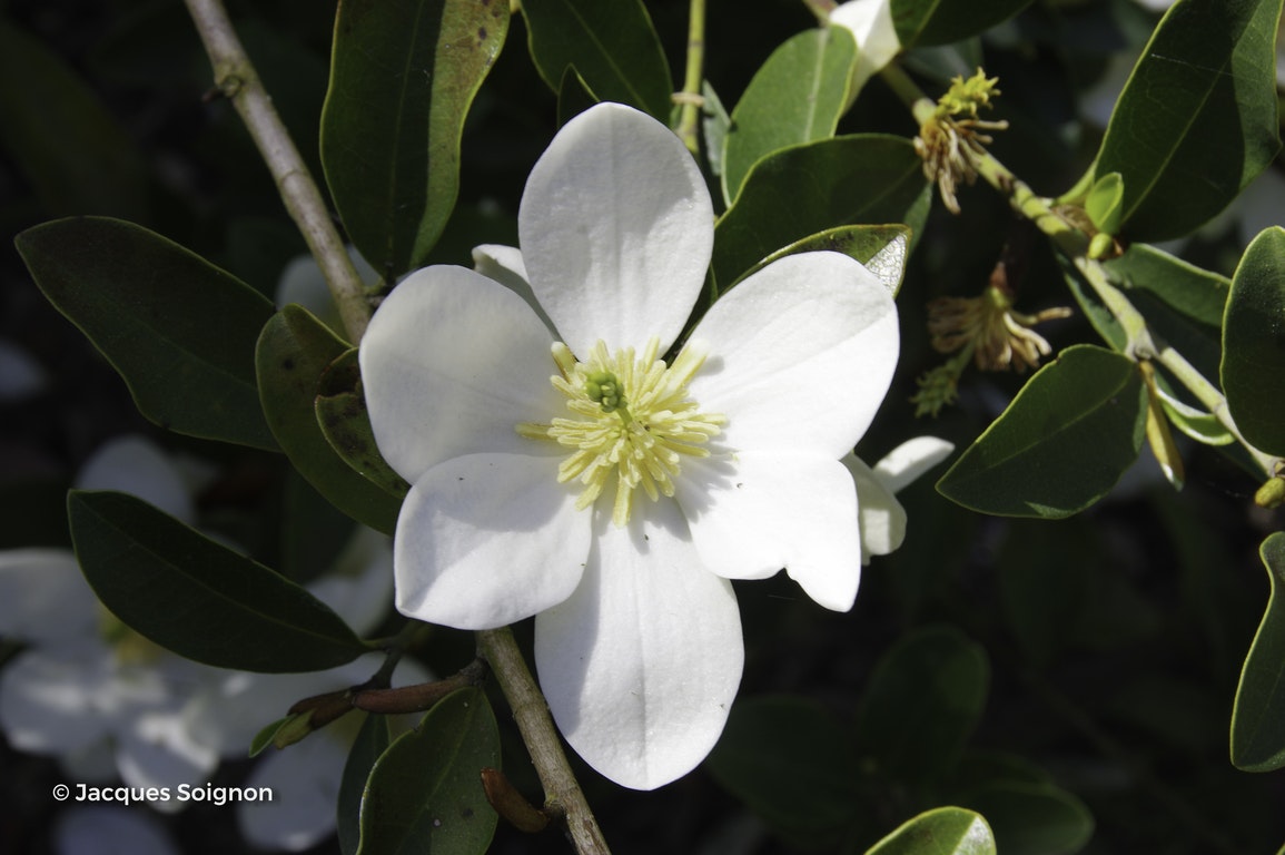 Image de Magnolia laevifolia