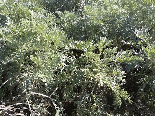 Photo Artemisia arborescens
