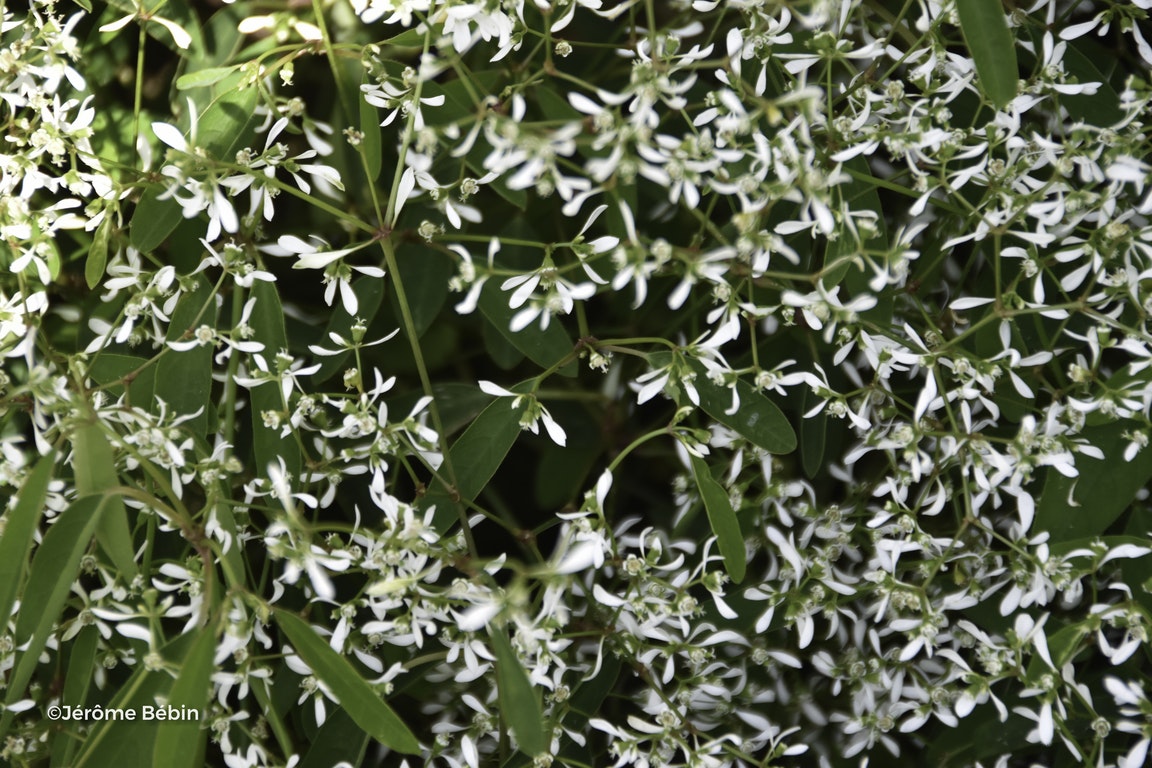 Image de Euphorbia hypericifolia 'Inneuphdia' DIAMOND FROST®
