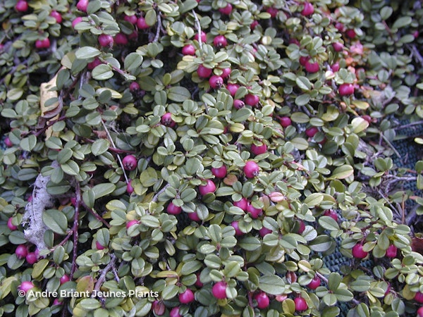 Photo Cotoneaster microphyllus