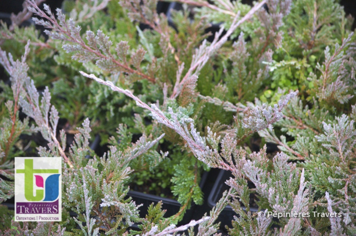 Image de Juniperus horizontalis 'Blue Chip'
