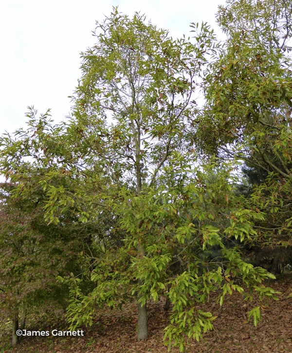 Photo Quercus acutissima