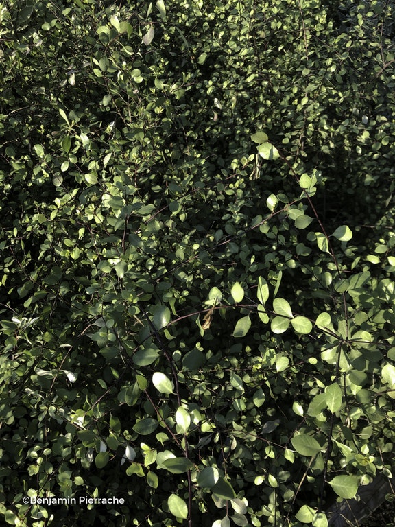 Image de Pittosporum tenuifolium 'Green Elf'
