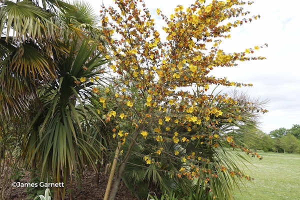 Photo Fremontodendron californicum