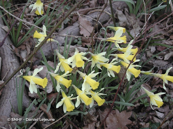 Photo Narcissus hispanicus subsp. hispanicus